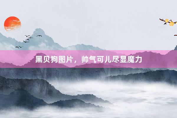 黑贝狗图片，帅气可儿尽显魔力